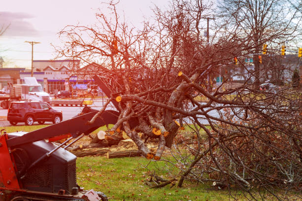 Best Tree Preservation Services  in East Islip, NY