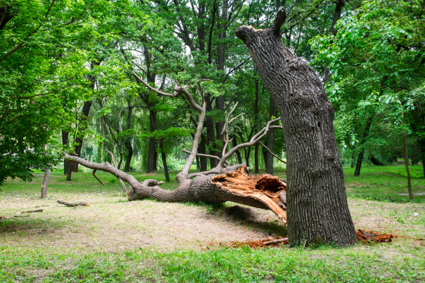 How Our Tree Care Process Works  in  East Islip, NY
