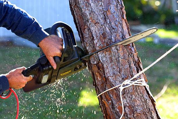 Best Tree Risk Assessment  in East Islip, NY