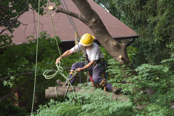 Best Lawn Watering Services  in East Islip, NY