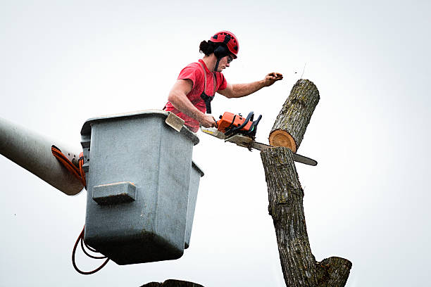 Best Tree Mulching  in East Islip, NY