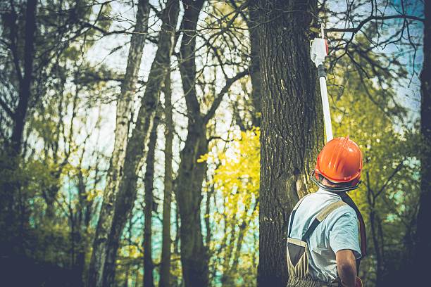 Best Fruit Tree Pruning  in East Islip, NY